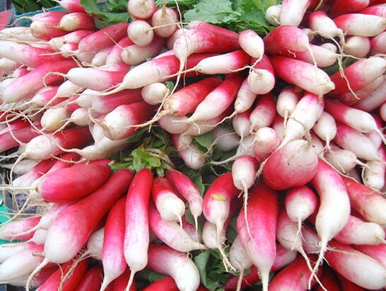 Spring radishes